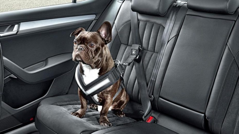 Conoce la normativa para llevar al perro en el coche de forma segura